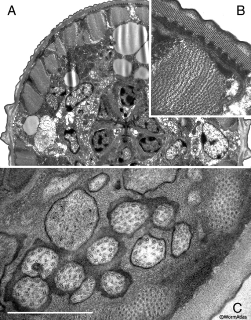 EMMicroFIG 2: Microwave fixation for ultrastructure.